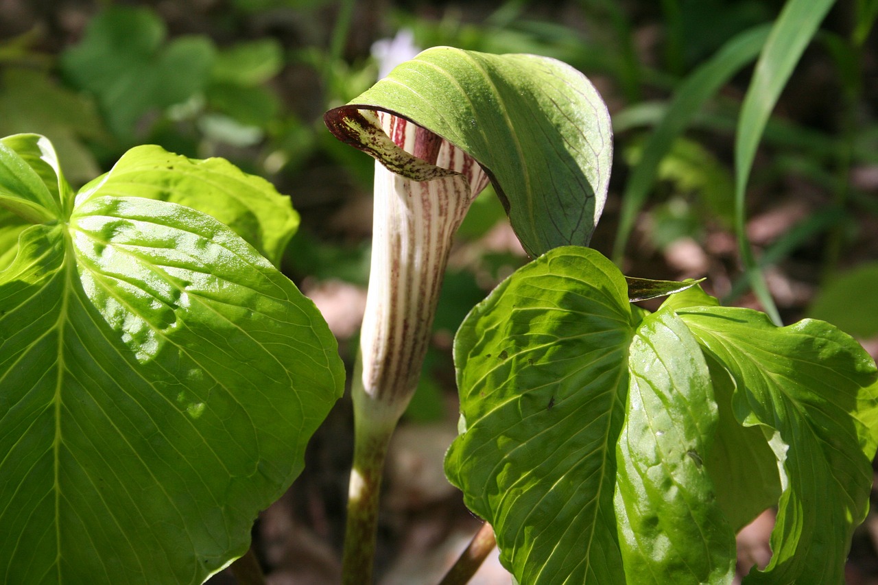 Jack-In-The-Pulpit, Gėlė, Pavasaris, Augalas, Flora, Miškai, Gamta, Miškas, Nemokamos Nuotraukos,  Nemokama Licenzija