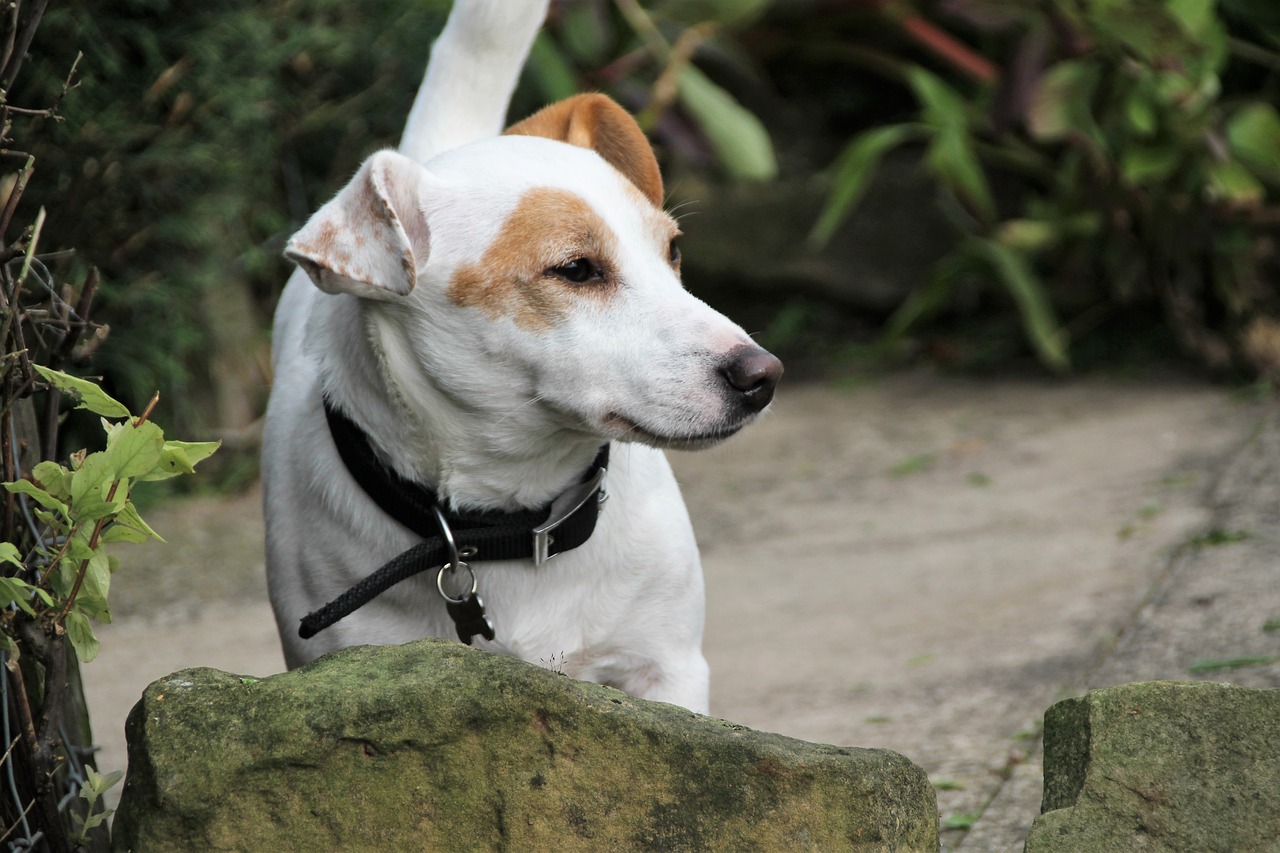 Jack Russell, Terjeras, Šuo, Domkratas, Russell, Jack Russell Terrier, Juokinga, Šunys, Mažas, Grynakraujis