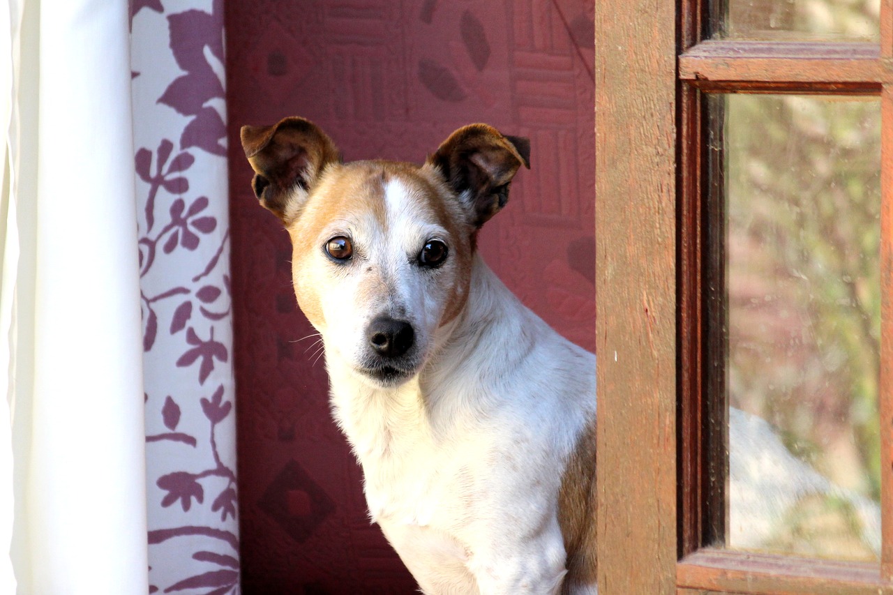 Jack Russel, Sėdėti, Laukti, Įvestis, Vienas, Laukia Herrcheno, Šuo, Naminis Gyvūnėlis, Gyvūnas, Lenktynės