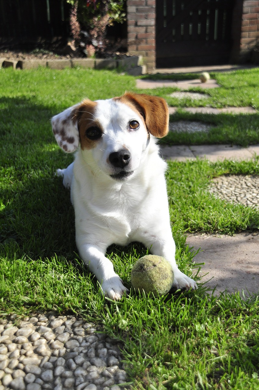 Jack Russell, Šuo, Duobę, Bulius, Terjeras, Nemokamos Nuotraukos,  Nemokama Licenzija