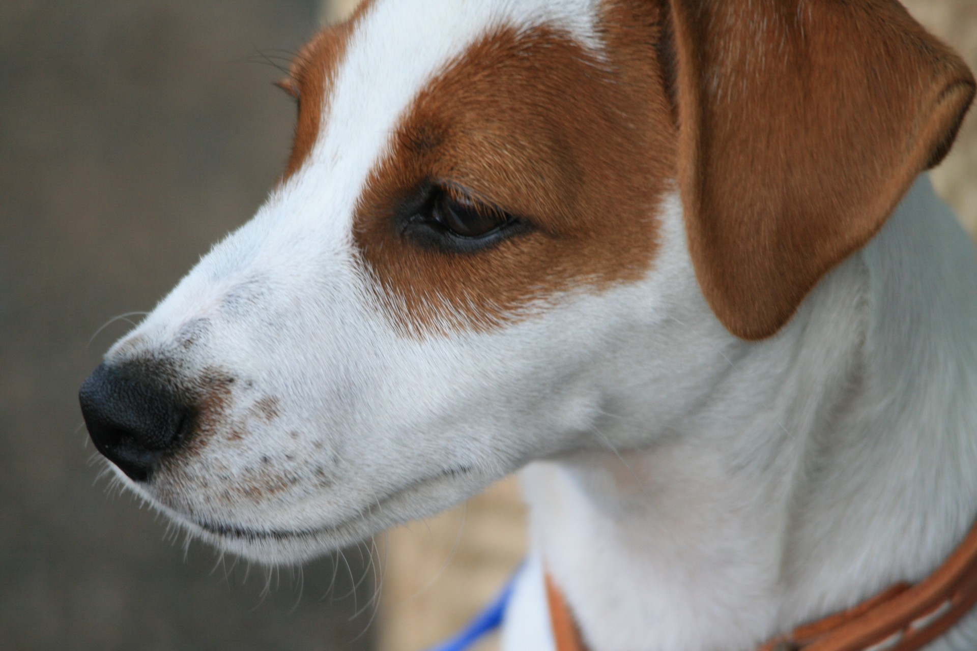 Šuo,  Šuniukas,  Jaunas,  Mielas,  Lizdas & Nbsp,  Russell,  Jack Russel Pup Portretas, Nemokamos Nuotraukos,  Nemokama Licenzija