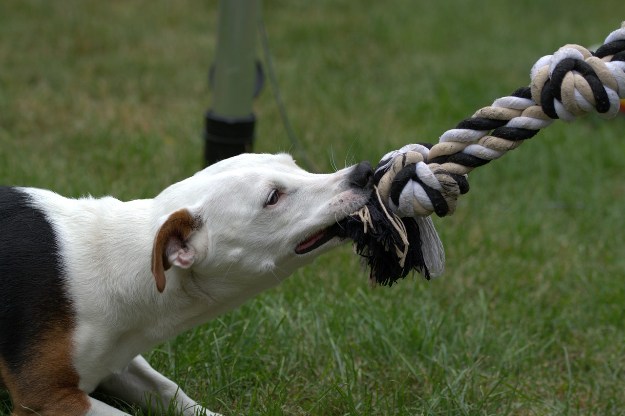 Jack Russell, Šuo, Terjeras, Žaisti, Įkandimas, Lenktynės, Gyvūnas, Naminis Gyvūnėlis, Lygūs Plaukai, Trumpi Plaukai