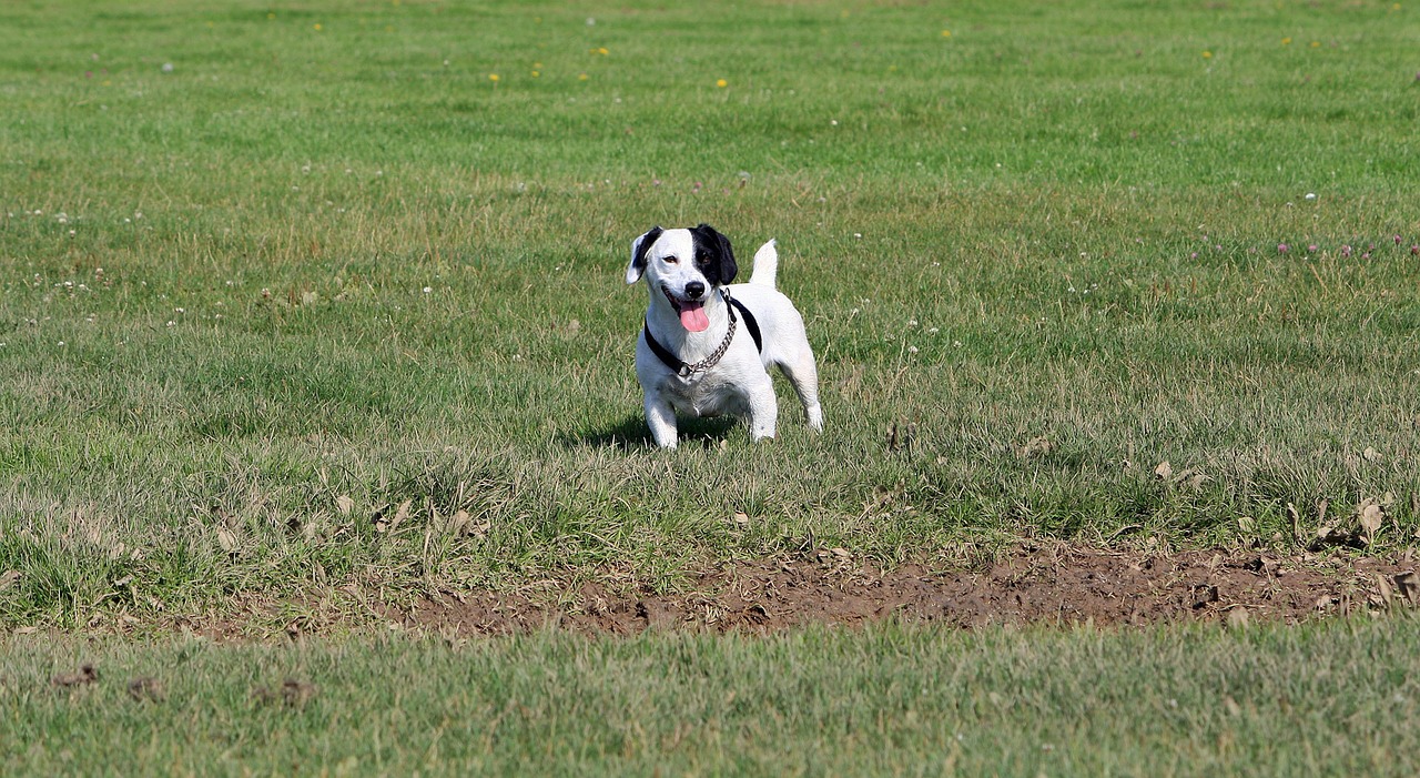 Jack Russell, Jack Russell Terrier, Terjeras, Šuo, Šunys, Naminis Gyvūnėlis, Veislė, Juoda, Balta, Mielas