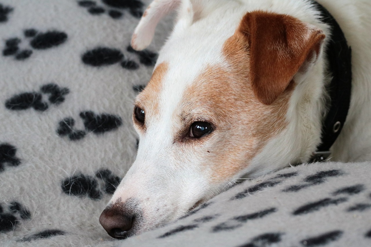 Jack Russell, Šuo, Terjeras, Domkratas, Gyvūnas, Naminis Gyvūnėlis, Jack Russell Terrier, Russell, Šunys, Mielas