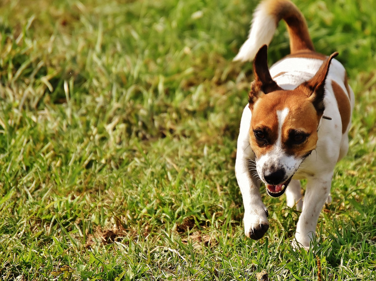 Jack Russell, Terjeras, Žaisti, Pieva, Lenktynės, Šuo, Gyvūnas, Naminis Gyvūnėlis, Snukis, Mielas