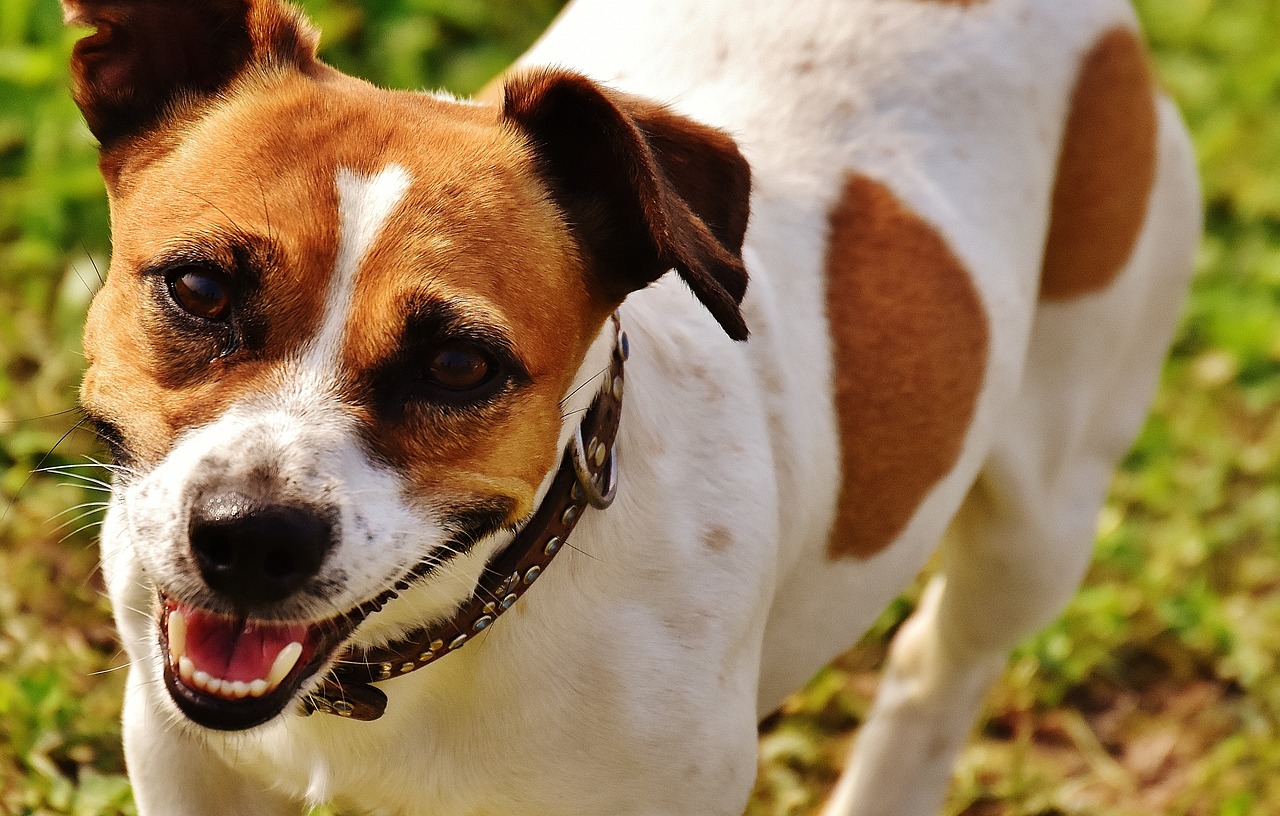 Jack Russell, Terjeras, Žaisti, Pieva, Lenktynės, Šuo, Gyvūnas, Naminis Gyvūnėlis, Snukis, Mielas