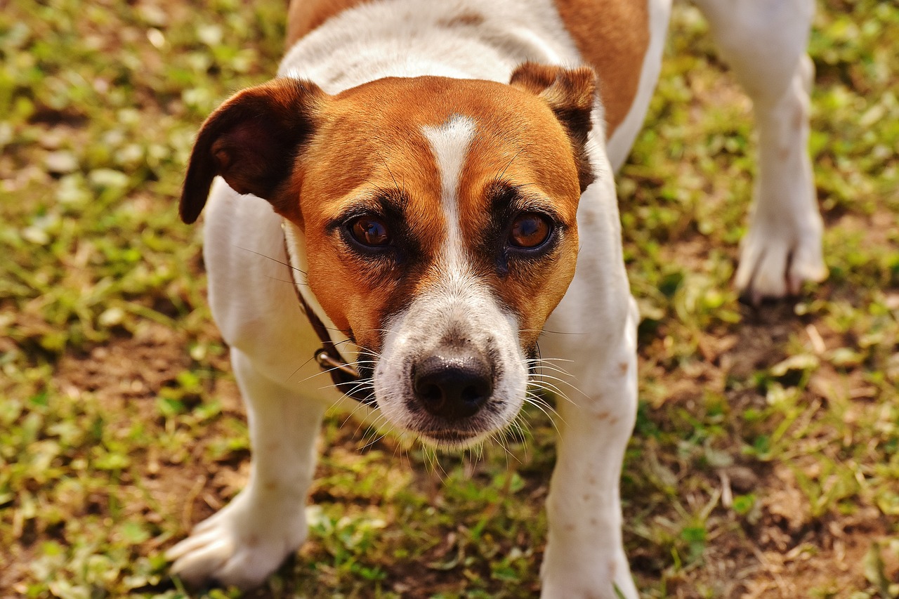 Jack Russell, Terjeras, Žaisti, Pieva, Lenktynės, Šuo, Gyvūnas, Naminis Gyvūnėlis, Snukis, Mielas