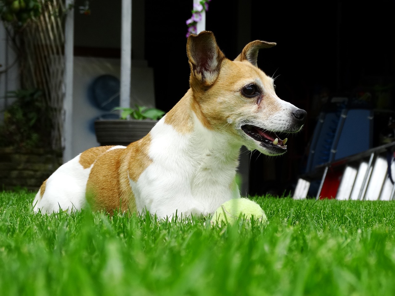 Jack Russell, Šunys, Terjeras, Gyvūnai, Naminis Gyvūnėlis, Sodas, Šunys, Gyvūnas, Žalias, Žinduolis