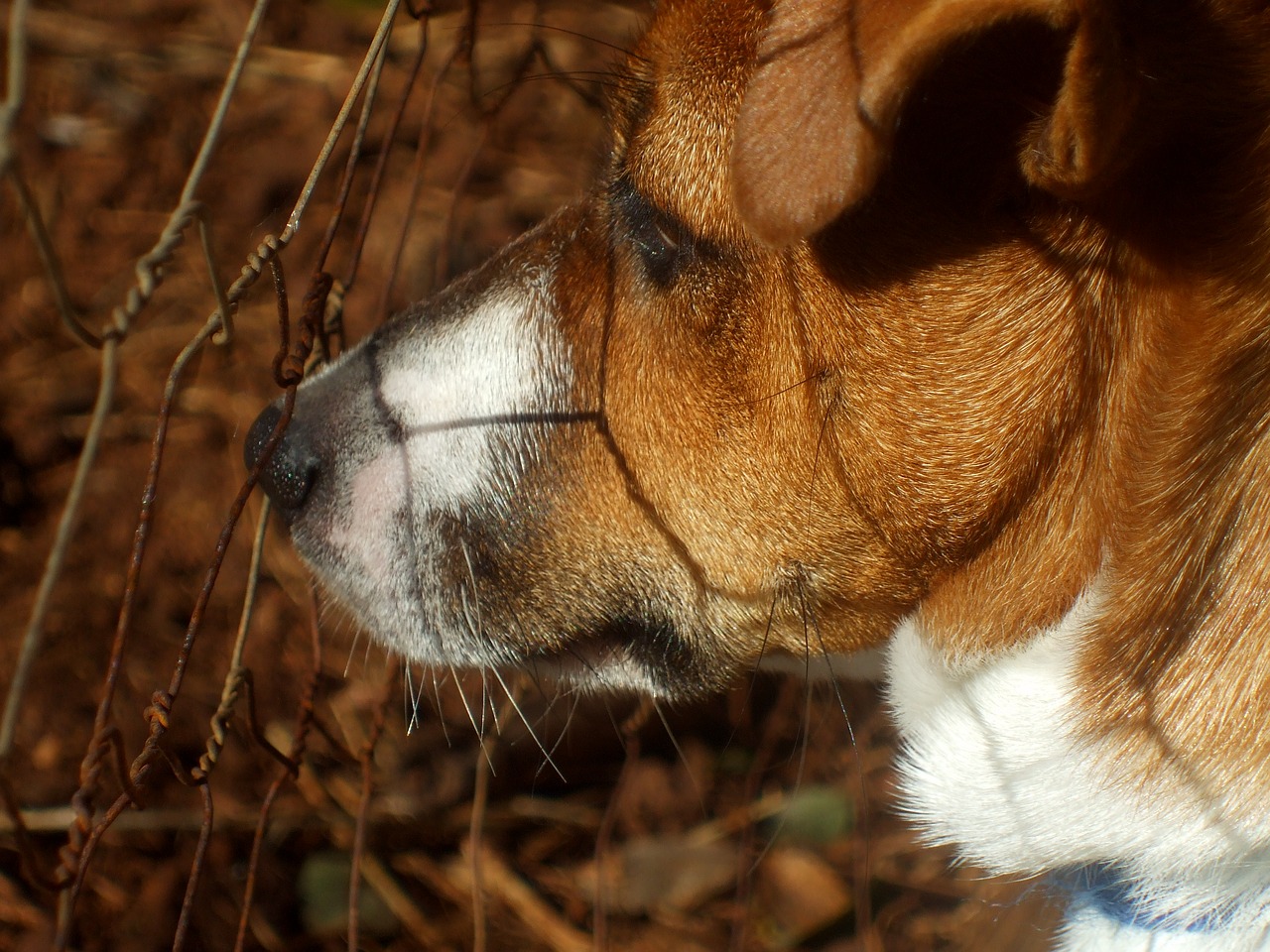 Jack Russell, Šuo, Šunys, Jack Russell Terrier, Mielas, Giminingas, Draugas, Žavinga, Naminis Gyvūnėlis, Veislė