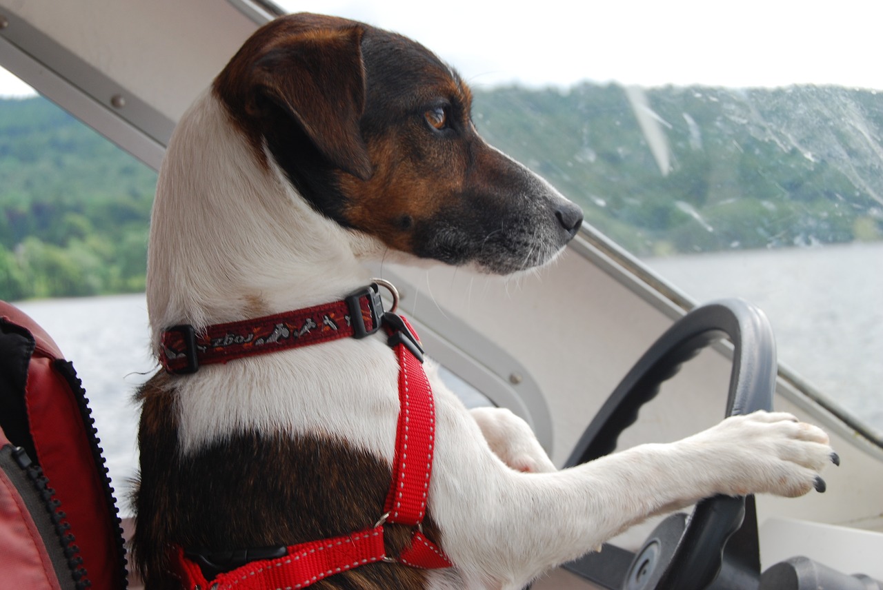 Jack Russell Terrier, Šuo, Juokinga, Mielas, Nemokamos Nuotraukos,  Nemokama Licenzija