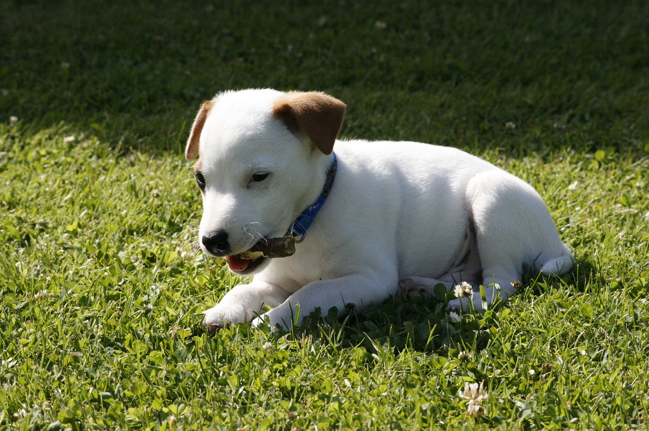 Jack Russell Terrier, Šuniukas Šuo, Siaura, Augintiniai, Žolė, Nemokamos Nuotraukos,  Nemokama Licenzija
