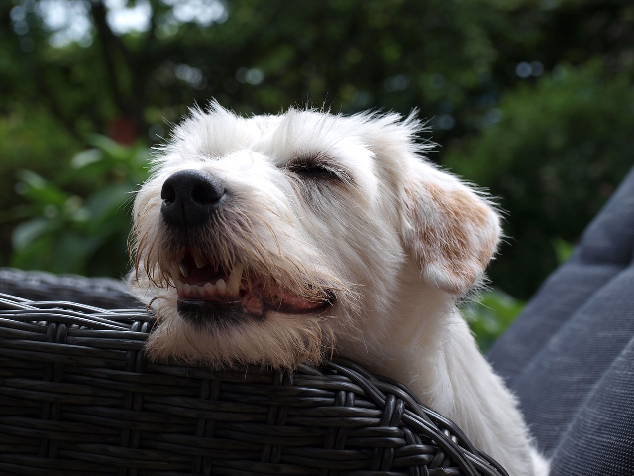 Jack Russell Terrier, Terjeras, Šuo, Mažas Šuo, Grynaveislis Šuo, Vasara, Gyvūnų Portretas, Balta, Snukis, Pastebėtas