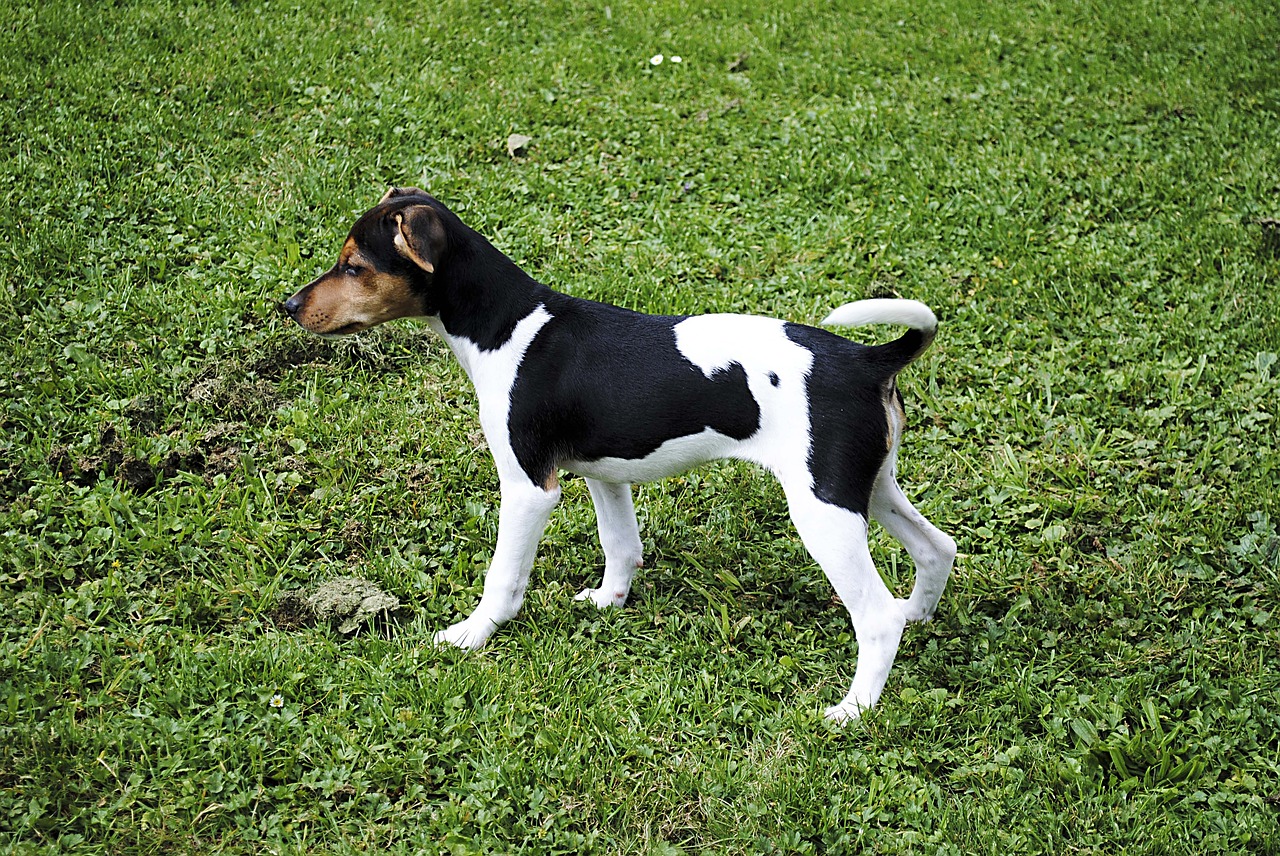 Jack Russell Terrier, Šuo, Naminis Gyvūnėlis, Mažas Šuo, Nemokamos Nuotraukos,  Nemokama Licenzija
