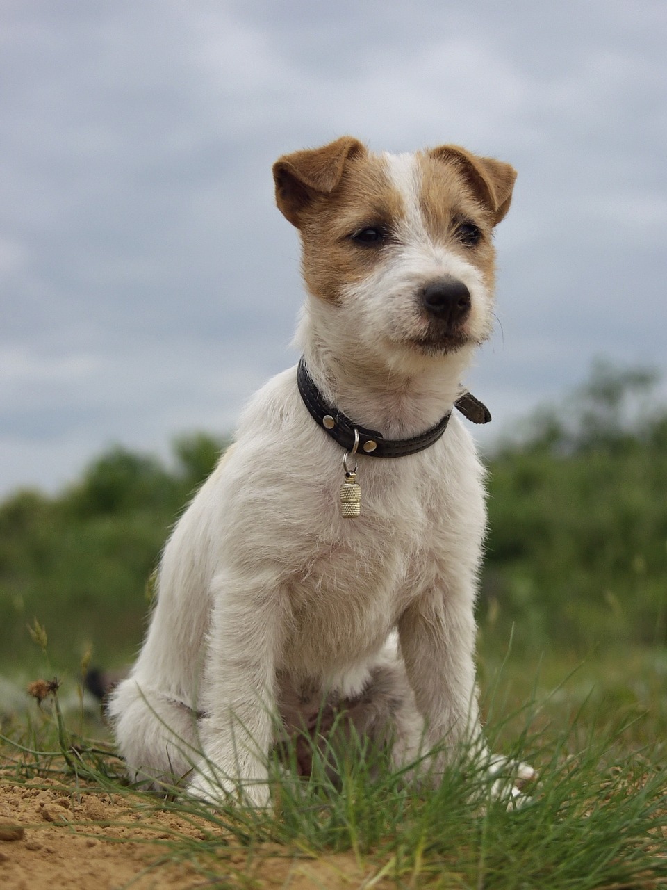 Jack Russell Terrier,  Šuo,  Šunys,  Naminis Gyvūnėlis,  Mielas,  Portretas,  Sėdi,  Žavinga,  Jaunas,  Lauke