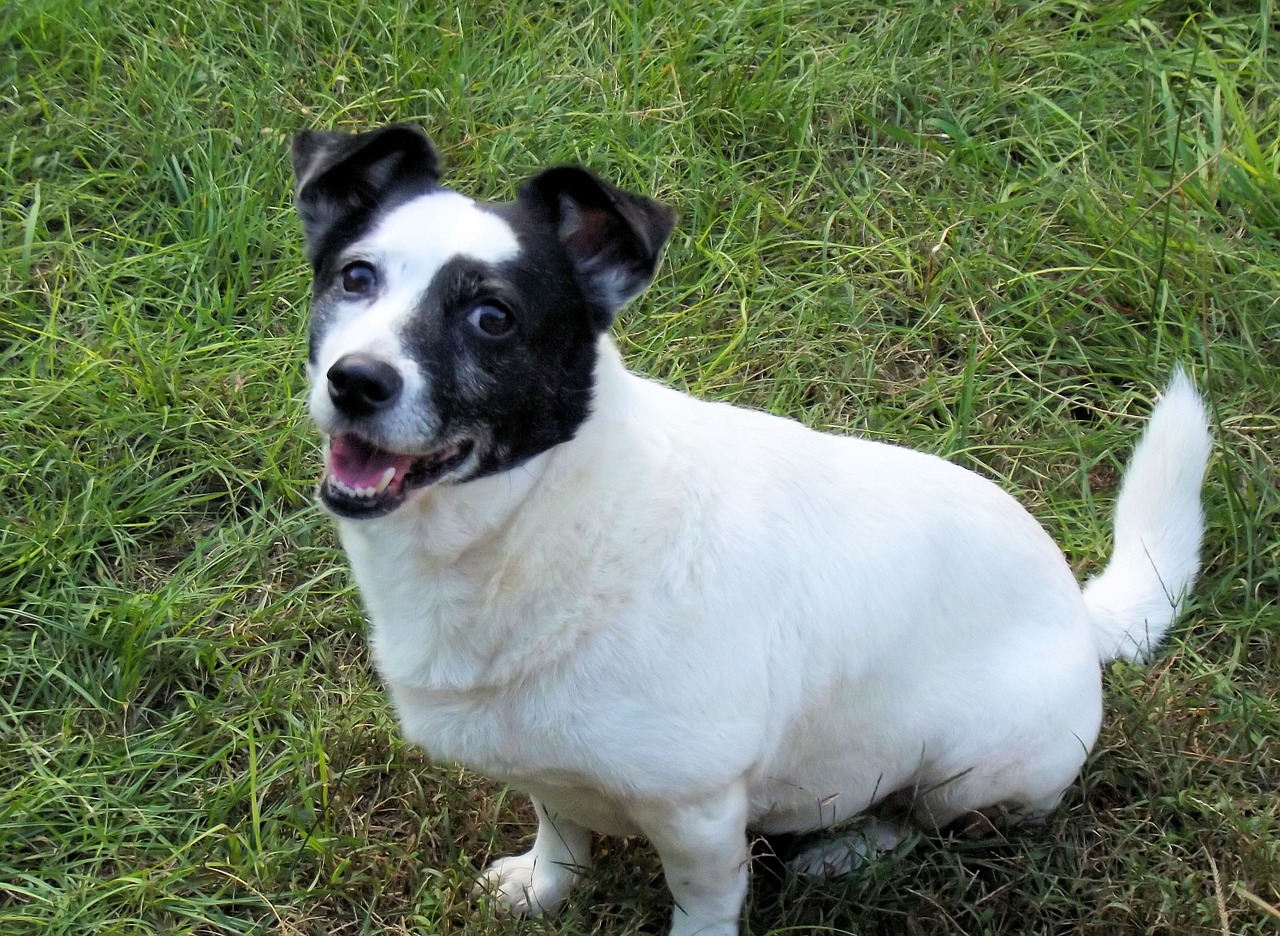 Jack Russell Terrier, Juoda, Balta, Šuo, Laimingas, Šypsosi, Terjeras, Naminis Gyvūnėlis, Gyvūnas, Mielas