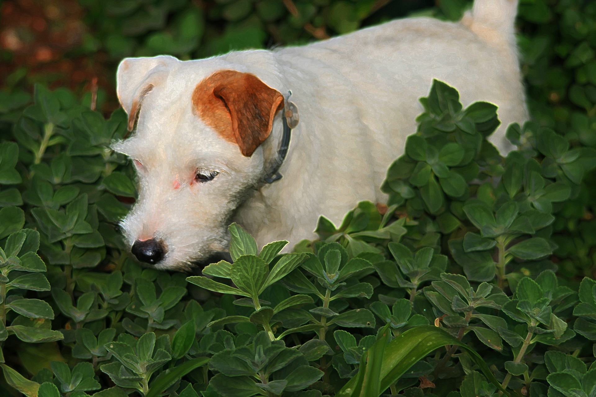 Šuo,  Balta,  Terjeras,  Sodas,  Augmenija,  Tiriant,  Smalsus,  Jack Russell Terrier Sode, Nemokamos Nuotraukos,  Nemokama Licenzija