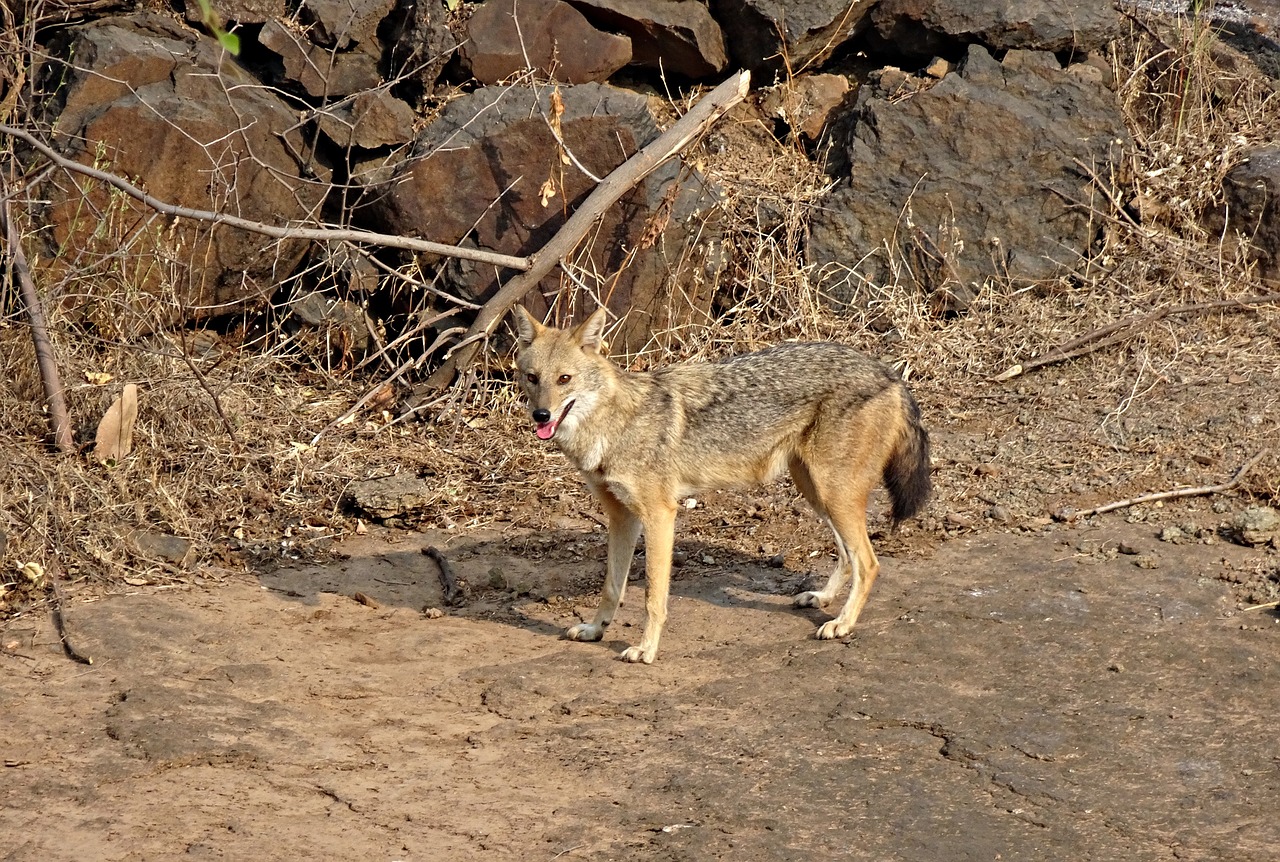 Šakalas, Auksinis Šakalas, Canis Aureus, Canid, Gamta, Laukinė Gamta, Gyvūnas, Žinduolis, Laukiniai, Fauna