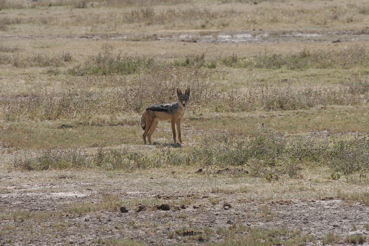 Jackal,  Safari,  Afrikoje,  Kenija,  Laukinių,  Žinduolis,  Gyvūnijos,  Šuo,  Mėsėdis,  Predator