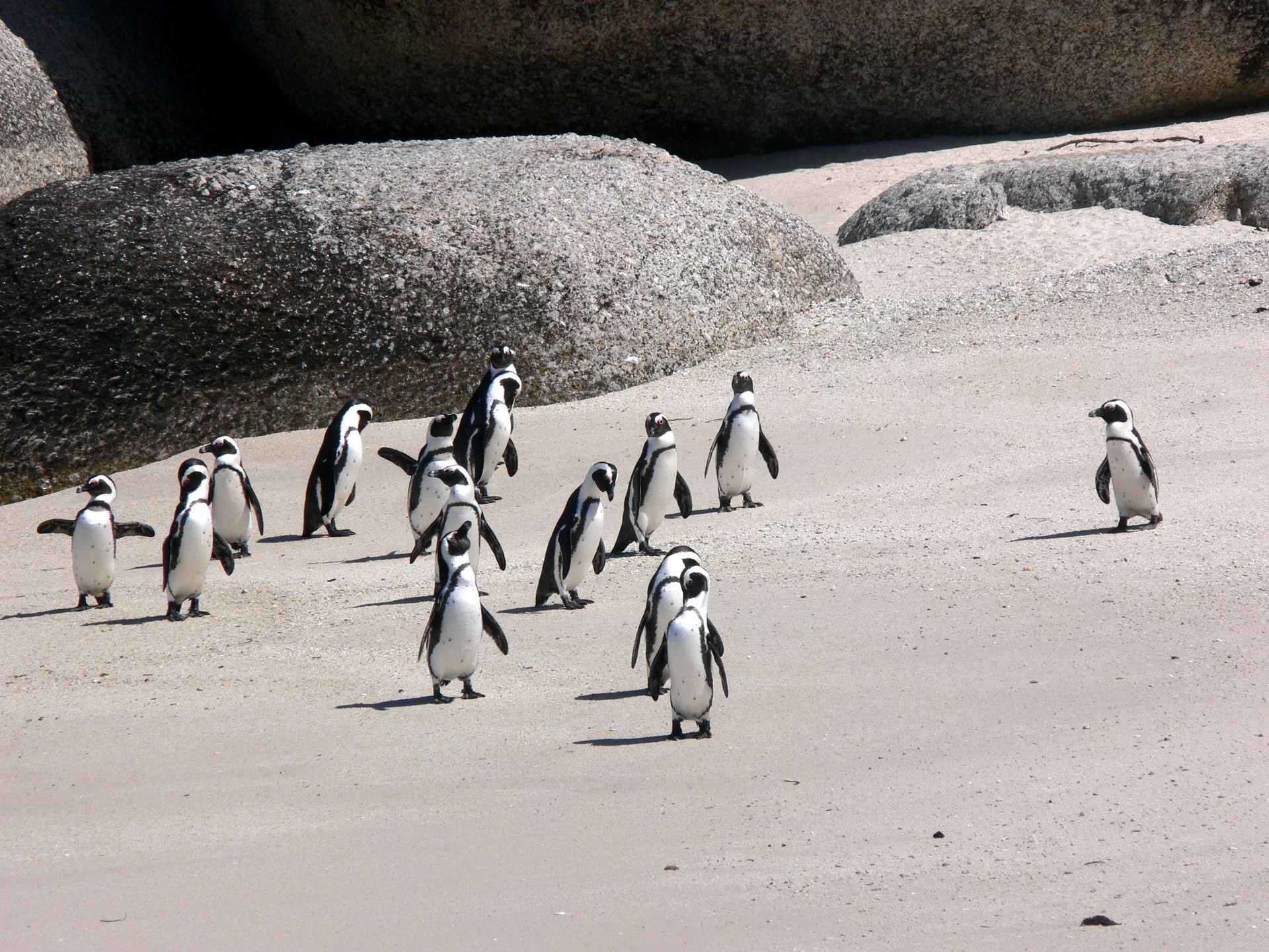 Pingvinas,  Šukos,  Papludimys,  Smėlis,  Laukinė Gamta,  Pietų Afrika,  Šunų Pingvinai, Nemokamos Nuotraukos,  Nemokama Licenzija