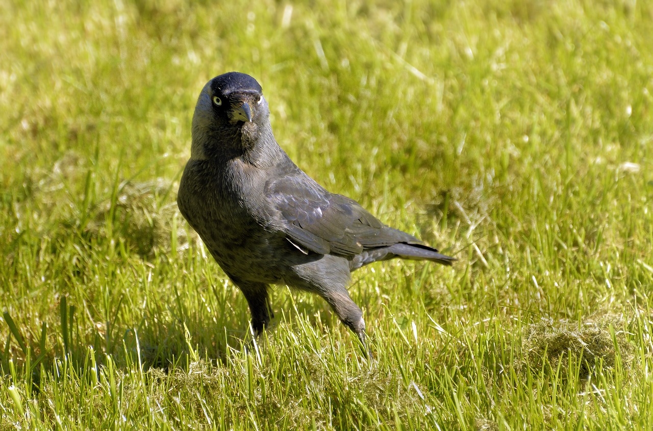 Kuosa,  Raven Paukštis,  Maitinimasis,  Paukščiai,  Natura,  Iš Arti, Nemokamos Nuotraukos,  Nemokama Licenzija