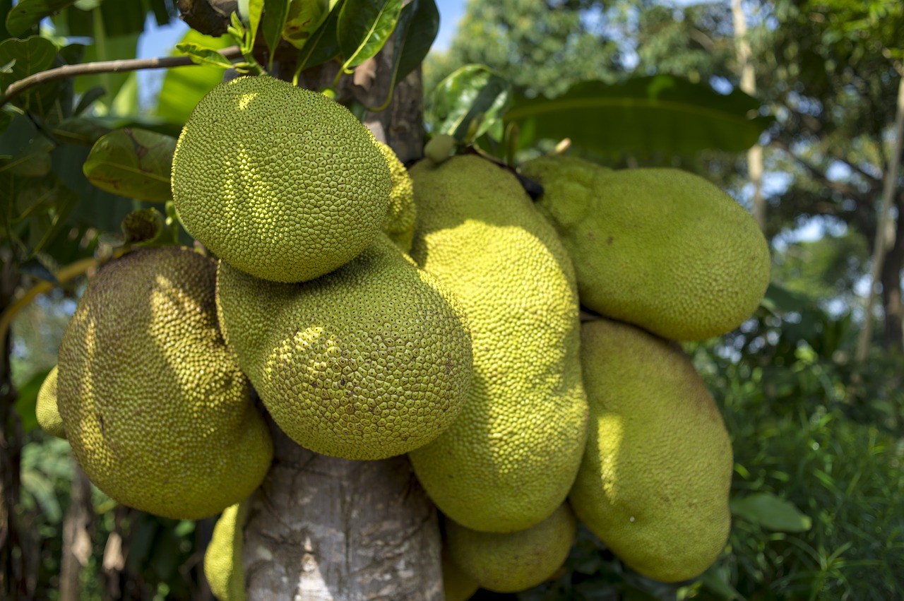 Džutas, Medis, Afrikos, Žalias, Žemdirbystė, Augalas, Vaisiai, Flora, Vietiniai, Auga