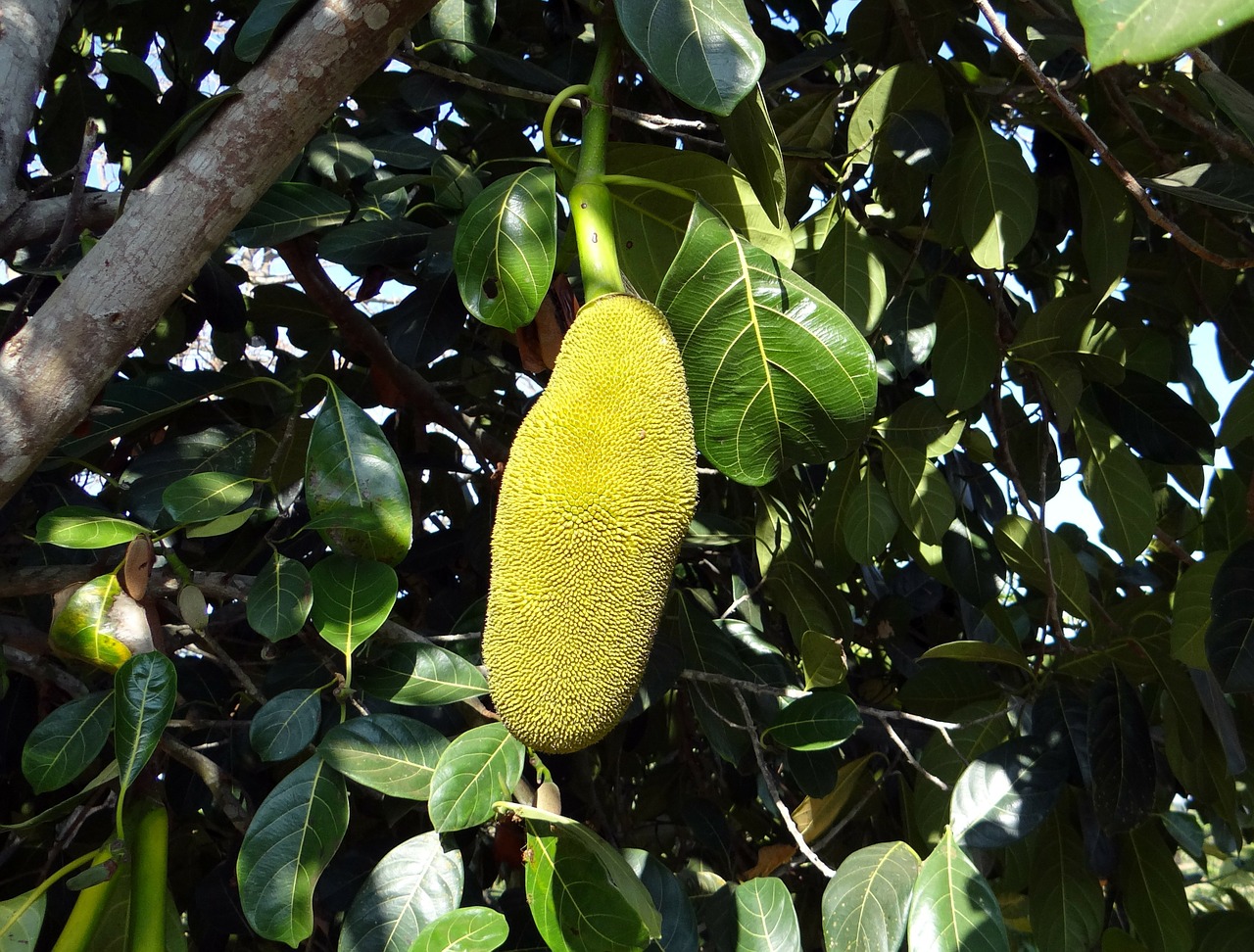 Jackfruits, Medžiai, Geltona, Didelis, Didelis, Vaisiai, Maisto Produktai, Valgomieji, Daugiamečiai Augalai, Augalai