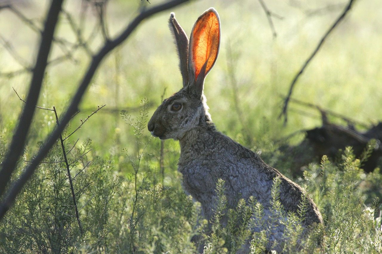 Jackrabbit, Triušis, Klausytis, Vis Dar, Ausys, Žolė, Kiškis, Laukiniai, Laukinė Gamta, Gamta