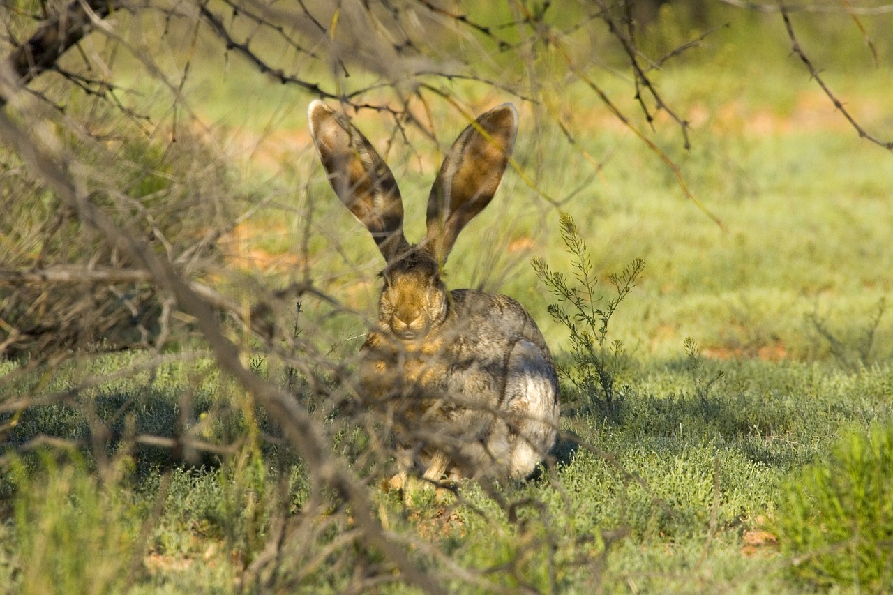 Jackrabbit,  Triušis,  Klausytis,  Vis Dar,  Ausys,  Žolė,  Kiškis,  Laukiniai,  Laukinė Gamta,  Gamta