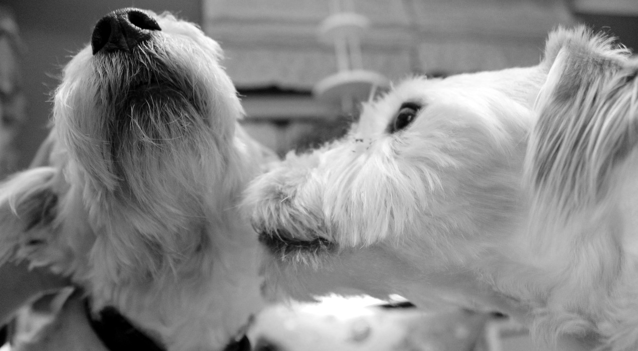 Jack Russell, Šuo, Grynaveislis Šuo, Mažas Šuo, Mielas, Jack Russell Terrier, Naminis Gyvūnėlis, Meilė, Bučinys, Saldus