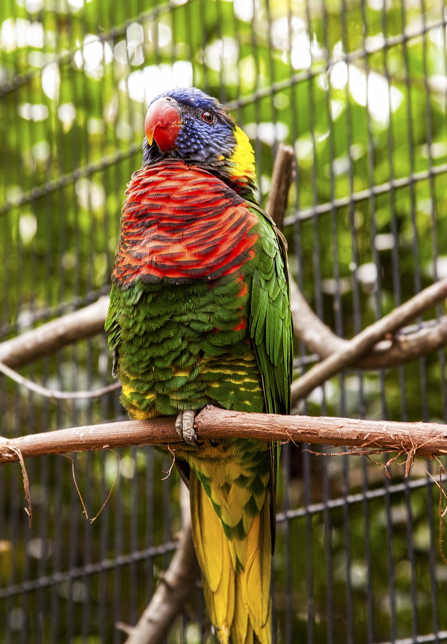 Florida, Zoologijos Sodas, Papūga, Paukštis, Spalvinga, Plunksna, Didžiuojasi, Nemokamos Nuotraukos,  Nemokama Licenzija