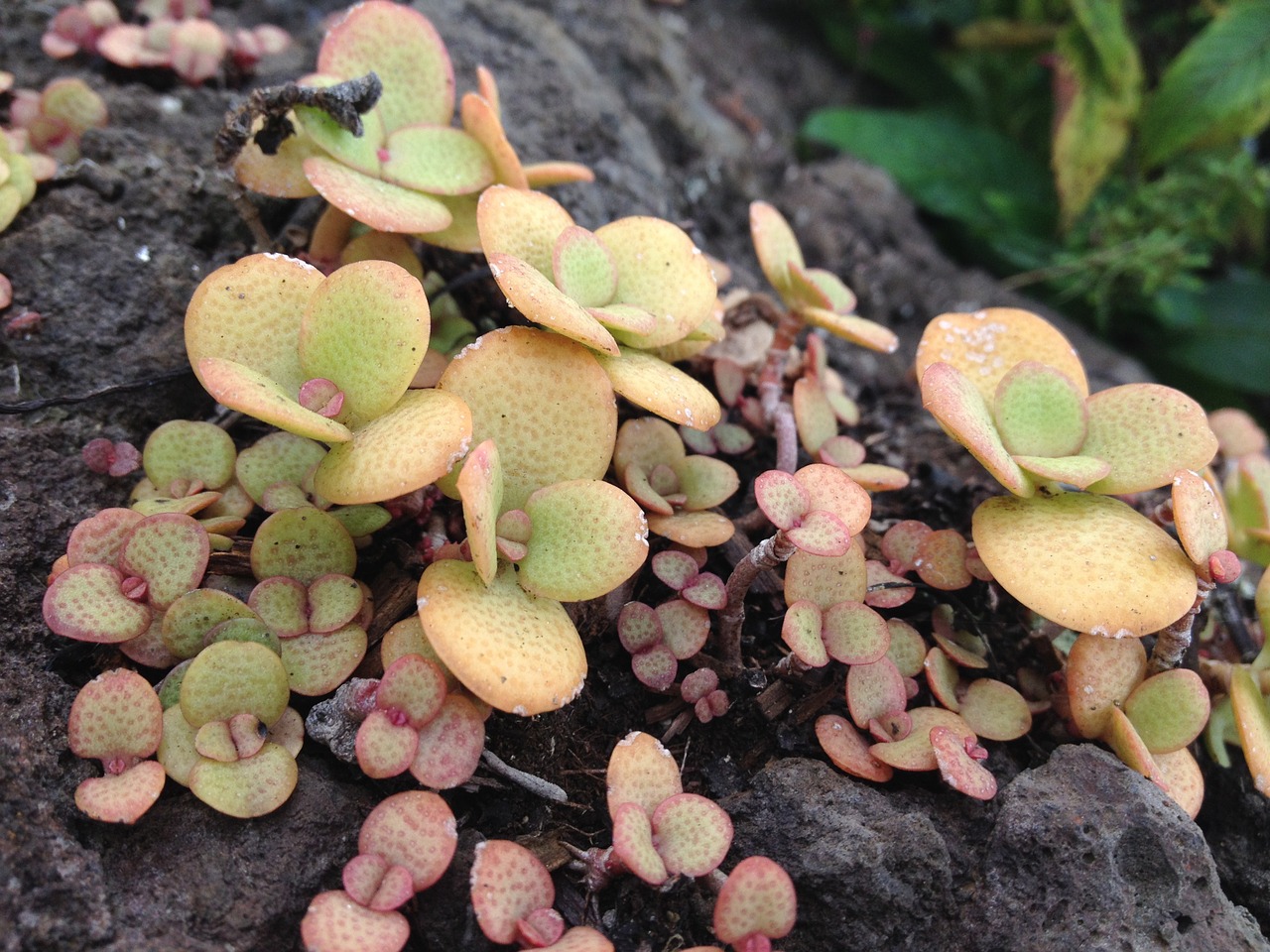 Nefrito Gamykla, Crassula Ovata, Sultingas, Rokas, Laukiniai, Draugystės Medis, Laimingas Augalas, Pinigų Medis, Nemokamos Nuotraukos,  Nemokama Licenzija