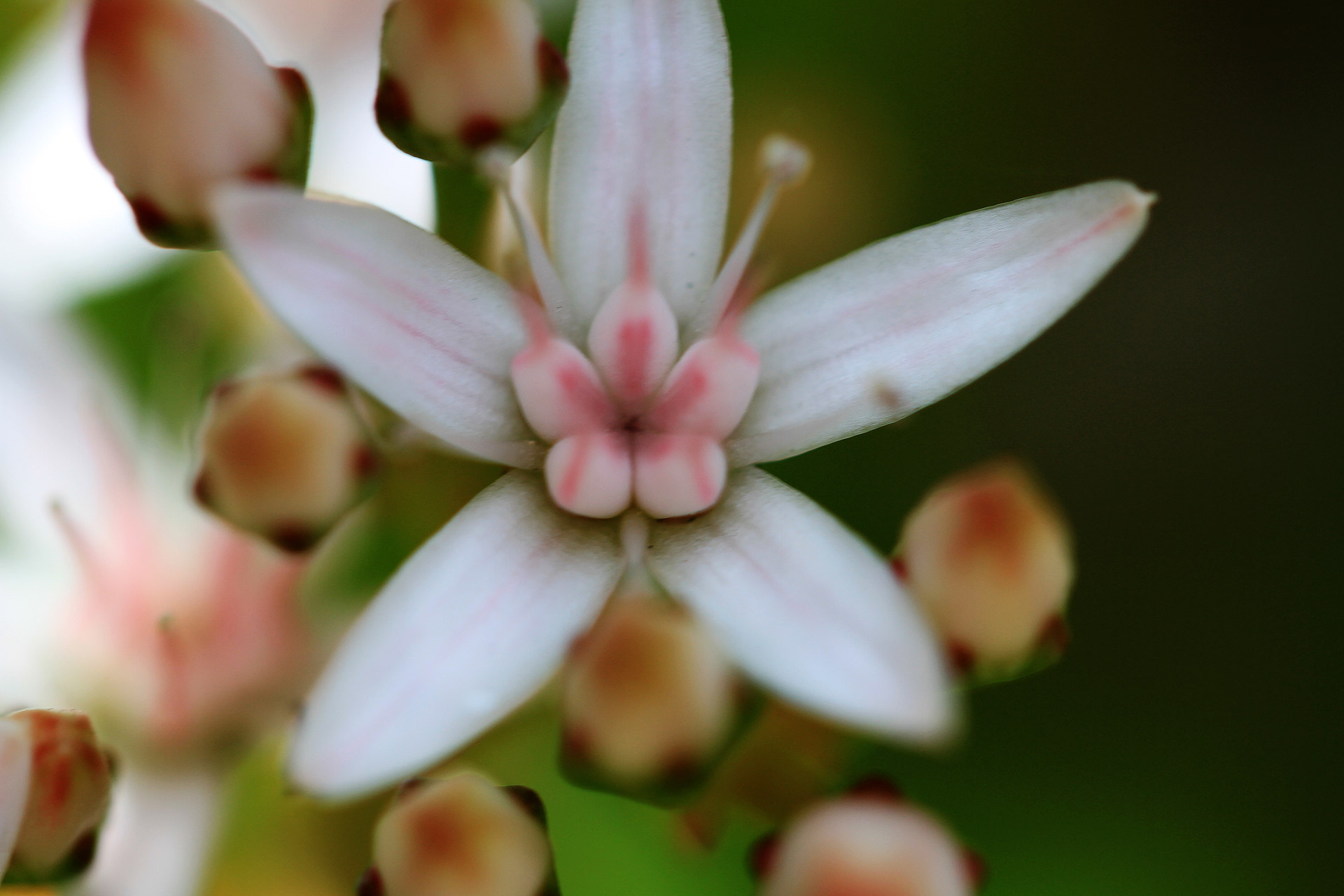 Jade & Nbsp,  Augalas,  Sultinga & Nbsp,  Gėlė,  Crassula & Nbsp,  Ovata,  Jade Augalų Gėlė, Nemokamos Nuotraukos,  Nemokama Licenzija