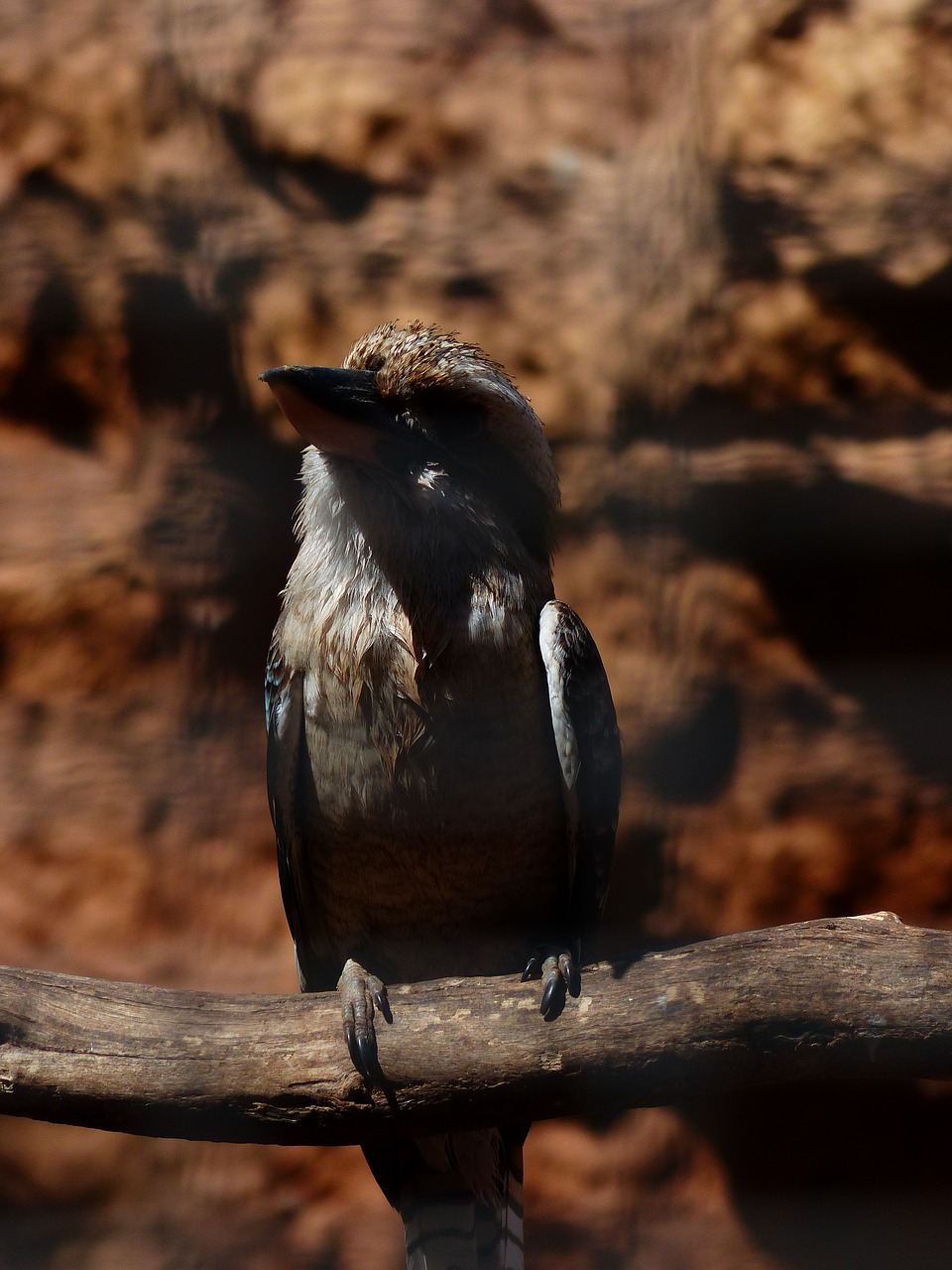 Jaegerliest, Paukštis, Žirgynas, Dacelo Novaeguineae, Lachender Hans, Alcedinidae, Kookaburra, Rake Paukštis, Coraciiformes, Ruda