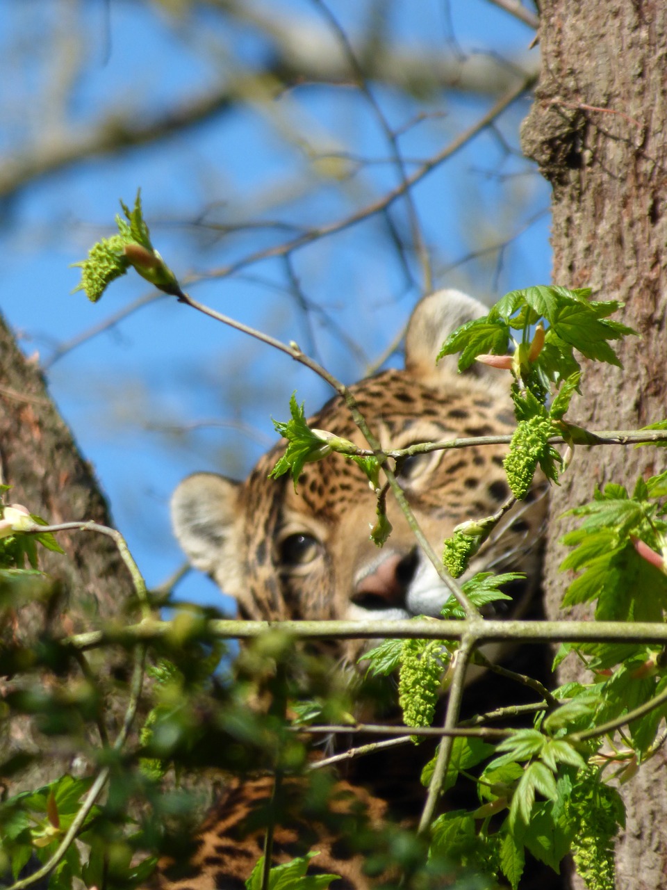 Jaguar, Kačių, Sustingęs, Parko Jaunikis, Nesles, Nemokamos Nuotraukos,  Nemokama Licenzija