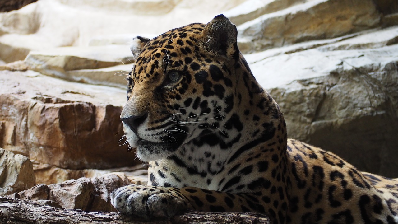 Jaguar, Katė, Gyvūnas, Didelis, Mėsėdis, Kačių, Medžiotojas, Leopardas, Žinduolis, Gamta