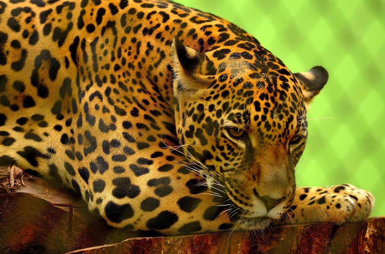 Jaguar, Didelė Katė, Mėsėdis, Kačių, Poilsio, Portretas, Kailis, Medžiotojas, Žinduolis, Plėšrūnas