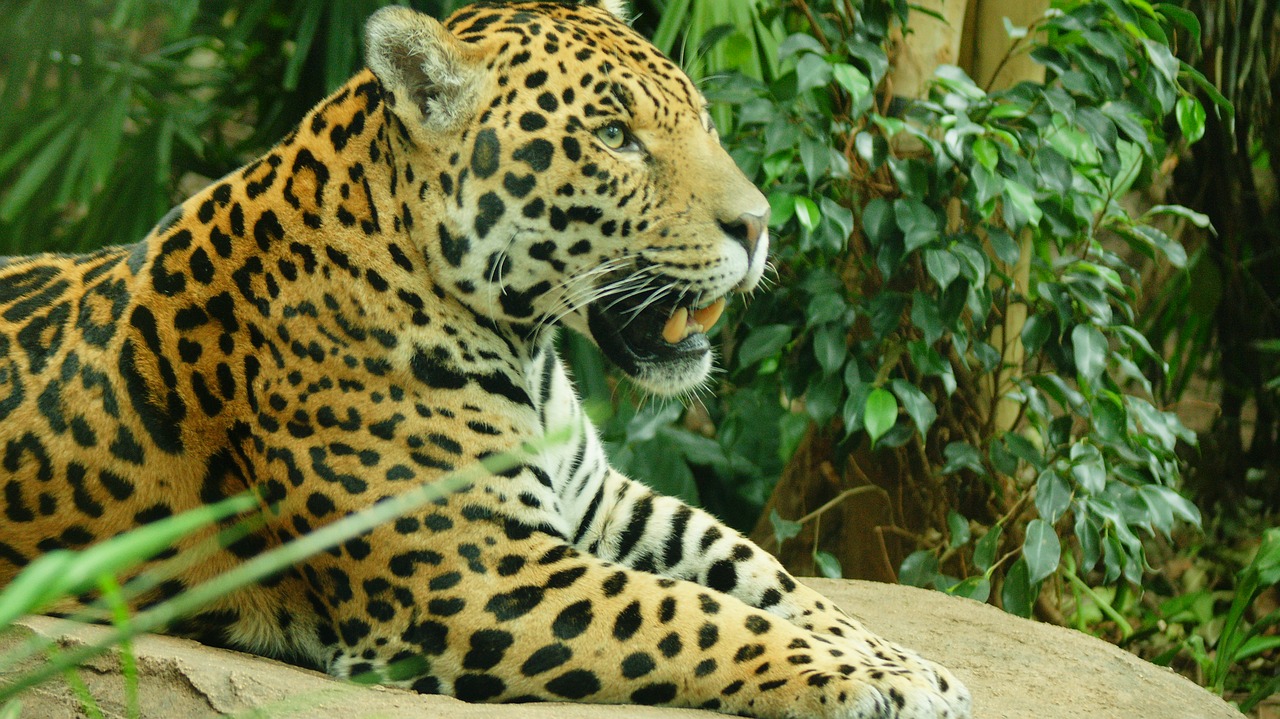 Jaguar, Didelė Katė, Gyvūnas, Laukinė Gamta, Kačių, Plėšrūnas, Katė, Pastebėtas, Pavojingas, Mėsėdis