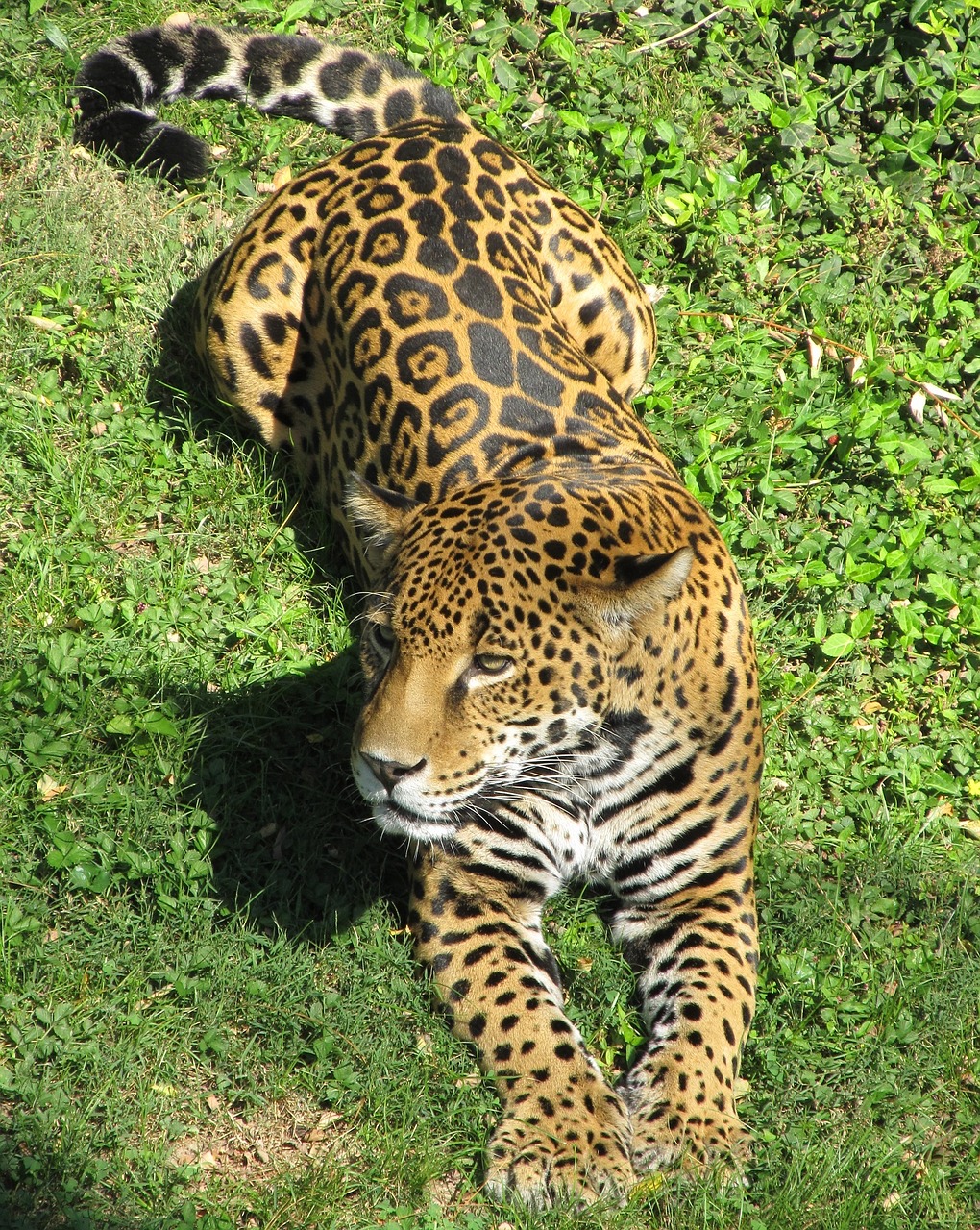 Jaguar, Didelė Katė, Mėsėdis, Kačių, Poilsio, Portretas, Kailis, Medžiotojas, Žinduolis, Plėšrūnas