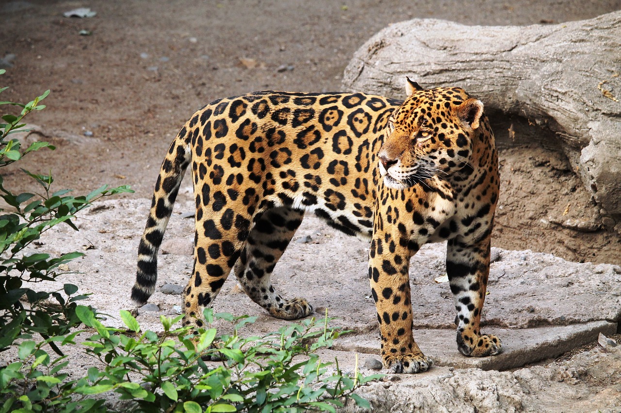 Jaguar, Gyvūnas, Zoologijos Sodas, Gamta, Kačių, Nemokamos Nuotraukos,  Nemokama Licenzija