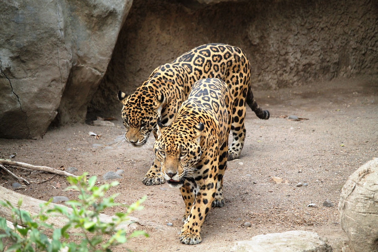 Jaguars, Katės, Gyvūnai, Gyvūnas, Gamta, Gyvūnų Pasaulis, Fauna, Zoologijos Sodas, Žinduolis, Egzotinis Gyvūnas