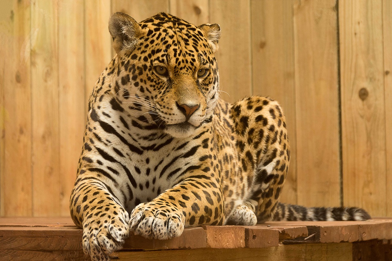 Jaguar, Laukinis Katinas, Žinduolis, Zoologijos Sodas, Kačių, Didelis, Katė, Gyvūnas, Gamta, Plėšrūnas