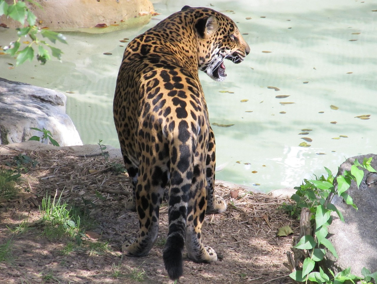 Jaguar, Didelė Katė, Kačių, Žinduolis, Plėšrūnas, Mėsėdis, Laukinė Gamta, Panthera Onca, Šalia Grasinamos, Medžiotojas