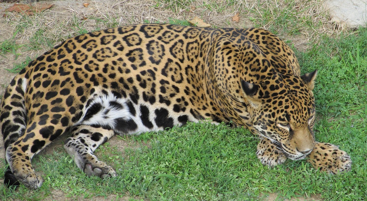 Jaguar, Didelė Katė, Kačių, Žinduolis, Plėšrūnas, Mėsėdis, Laukinė Gamta, Panthera Onca, Šalia Grasinamos, Medžiotojas