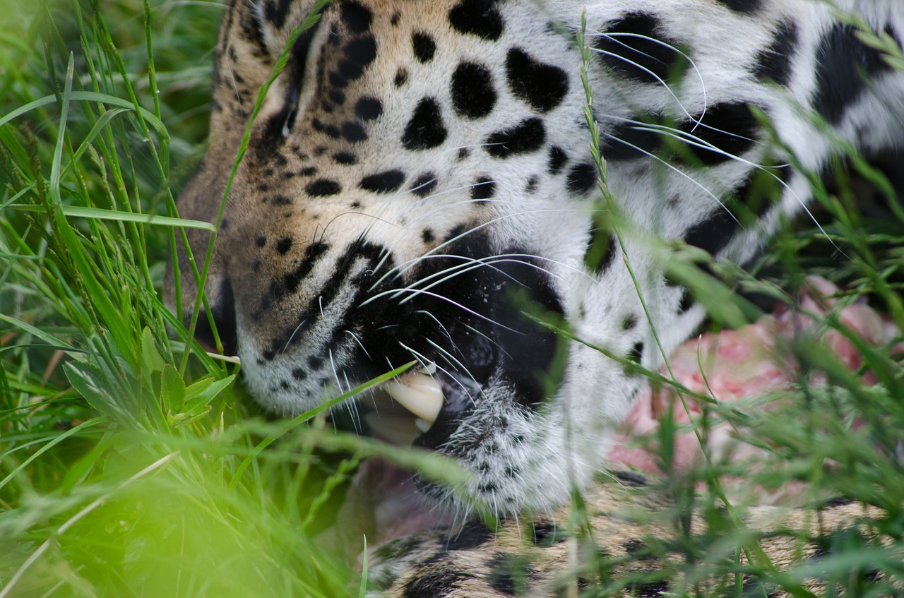 Jaguar, Dantys, Valgymas, Gyvūnas, Plėšrūnas, Mėsėdis, Galva, Veidas, Džiunglės, Galia