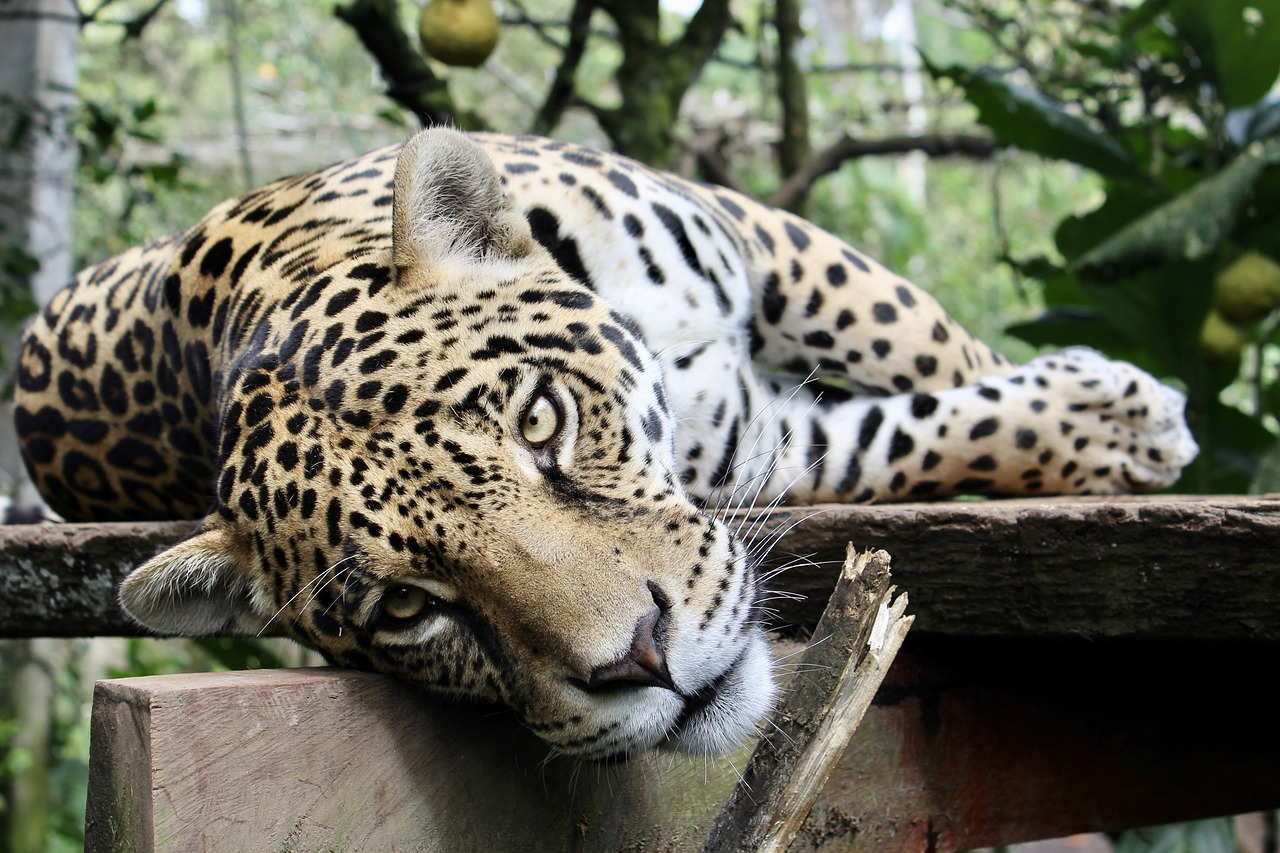 Jaguar, Kačių, Gyvūnas, Laukiniai, Katė, Laukinė Gamta, Leopardas, Mėsėdis, Pavojingas, Gamta