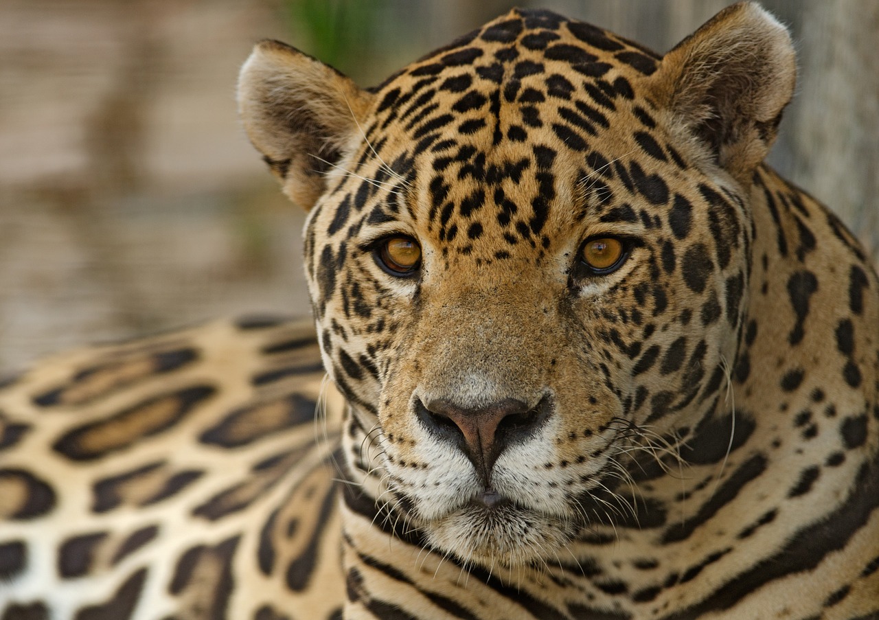Jaguar, Kačių, Dėmės, Žinduolis, Egzotiškas, Išsaugojimas, Brazilijos, Medžiotojas, Panthera, Onca