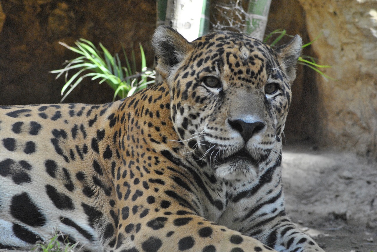 Jaguar, Zoologijos Sodas, Gyvūnas, Nemokamos Nuotraukos,  Nemokama Licenzija