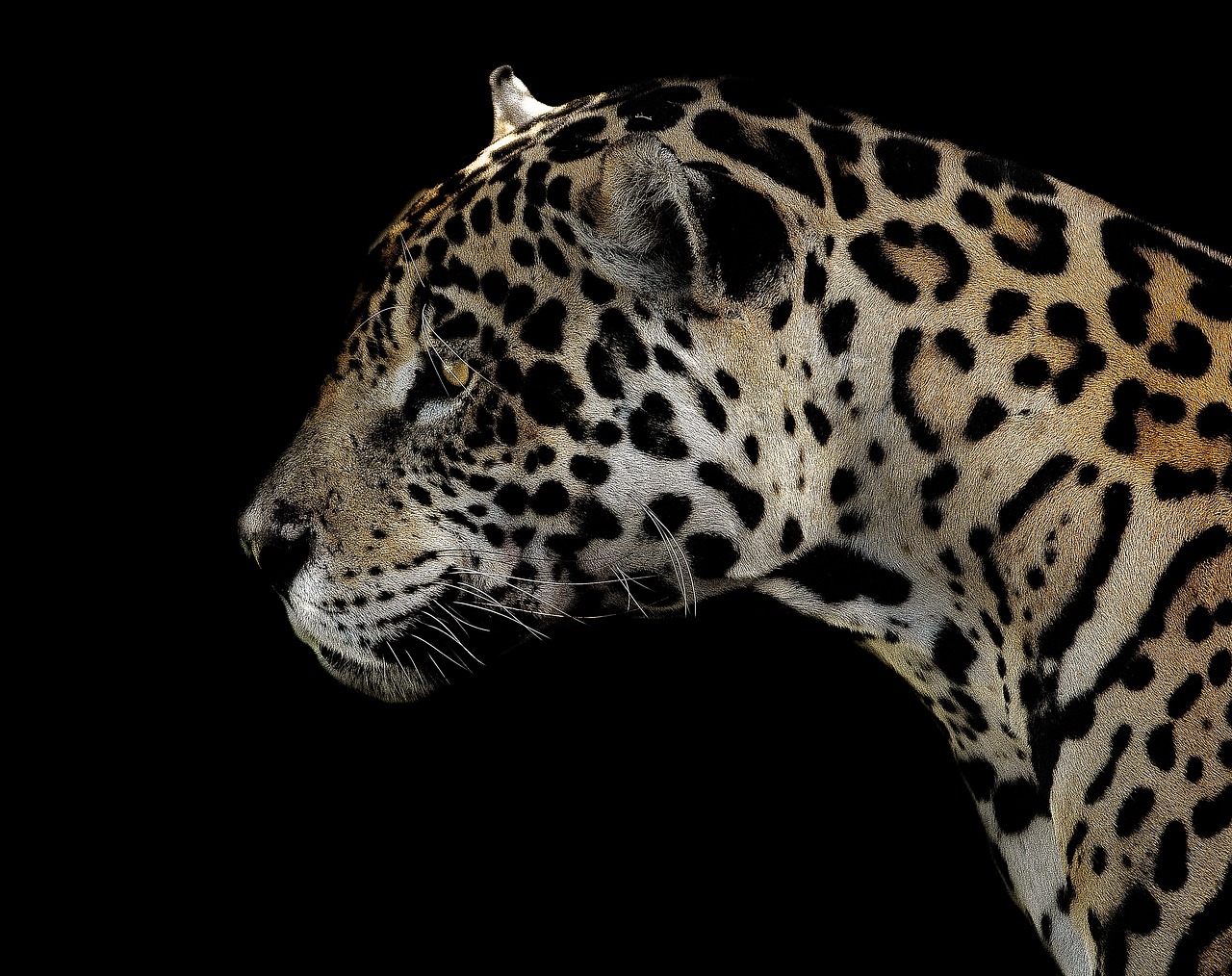 Jaguar, Pastebėtas, Akys, Uždaryti, Katė, Gyvūnas, Laukinė Gamta, Nemokamos Nuotraukos,  Nemokama Licenzija