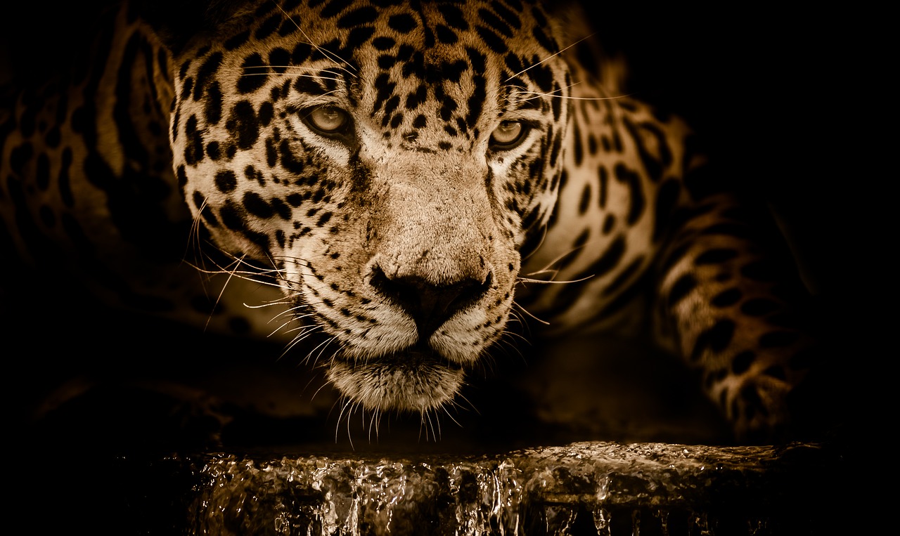 Jaguar, Vanduo, Sulaikymas, Akys, Grėsmingas, Baisi, Patinas, Žiūri, Brazilija, Nemokamos Nuotraukos