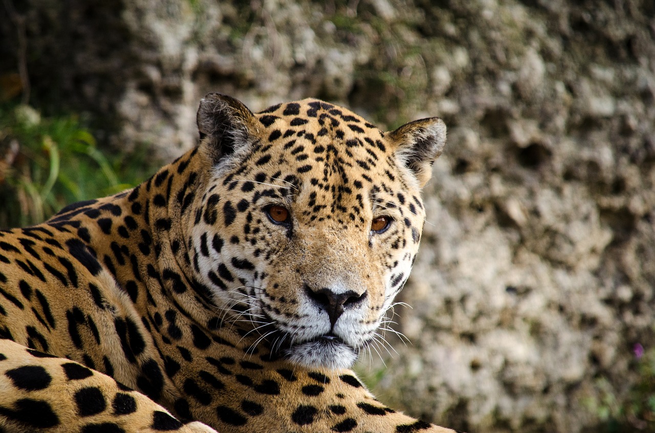 Jaguar,  Panteras,  Didelė Katė,  Katė,  Pietų Amerika,  Centrinė Amerika,  Pavojingas,  Plėšrūnas,  Mėsėdžiai,  Gyvūnų Pasaulis